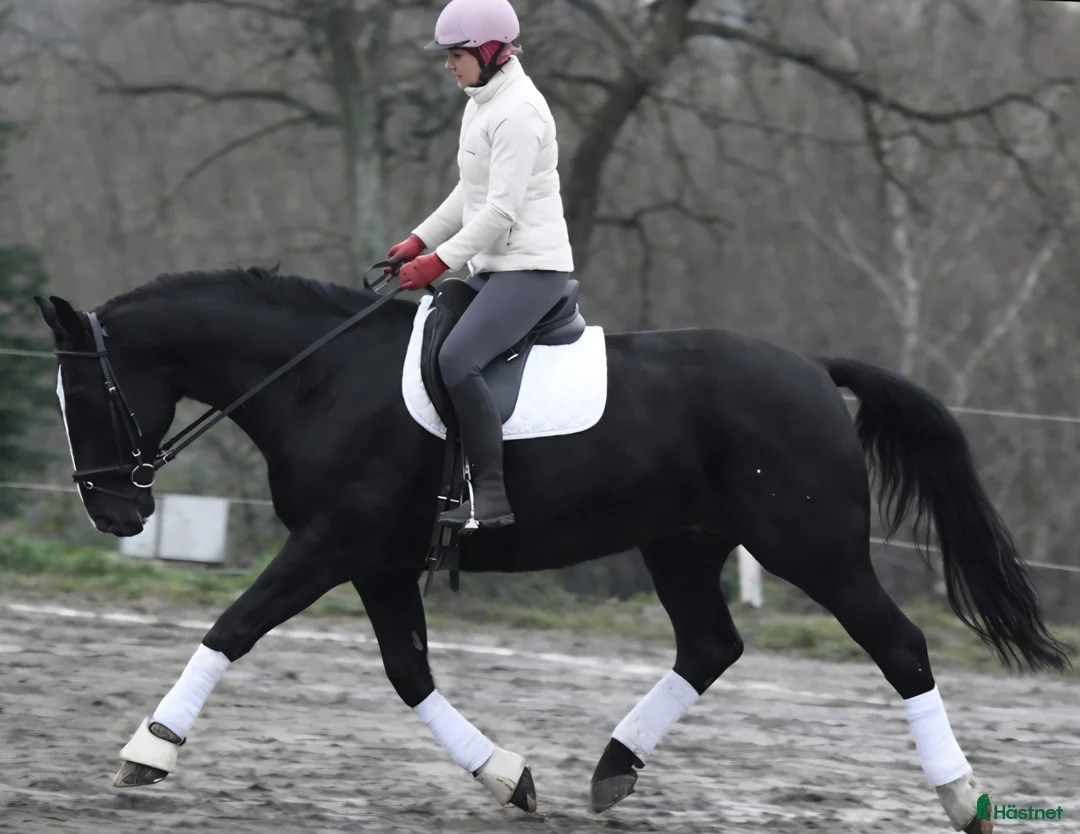 Allround hästar till salu: New Fantastic Silesian - perfect mover - Annons 16