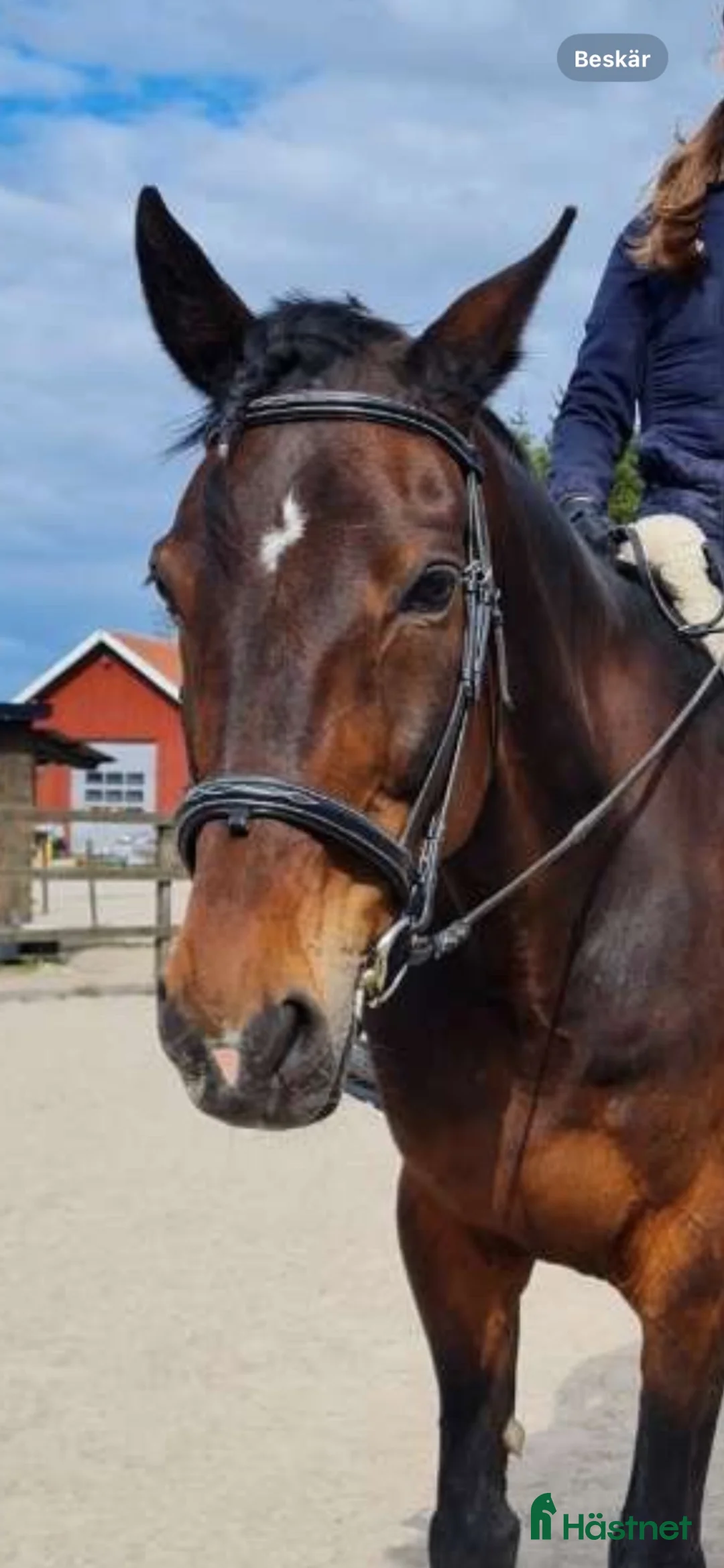 Träns hästutrustning till salu: Träns+ gymmitygel - Annons 2