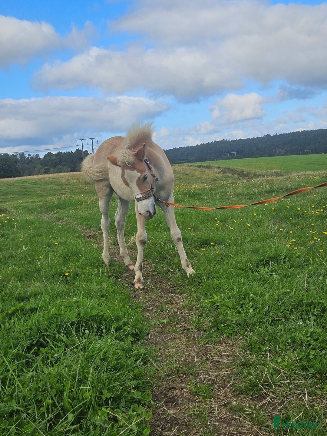 Allround hästar till salu: Trevligt sto med vilja att lära i Nol - Annons 5