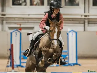 hästar Fantastiskt fin läromästare B-ponny i Luleå - Annons 8