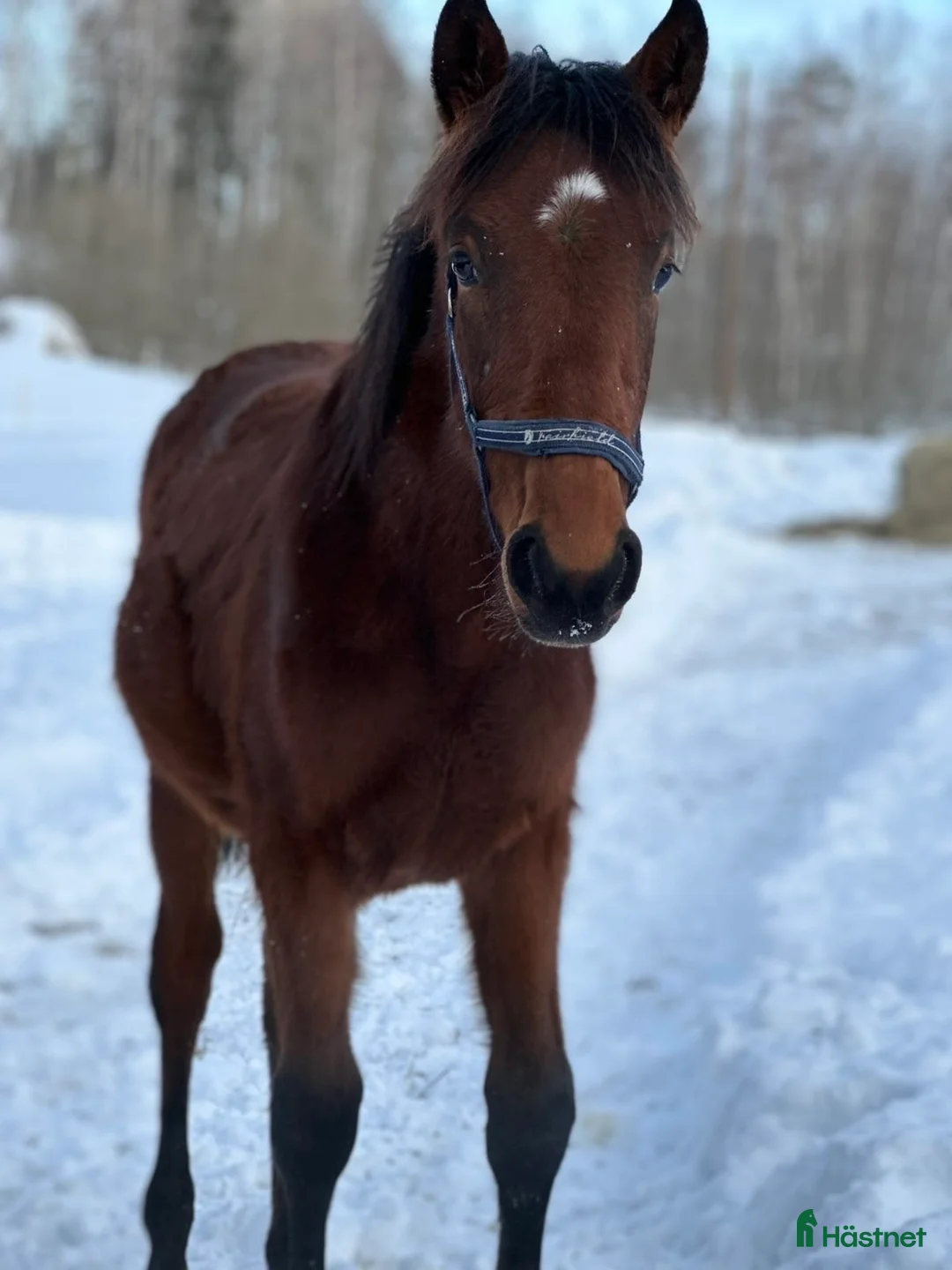 Trav hästar till salu: Fin ettåring i Gästrike-Hammarby - Annons 2