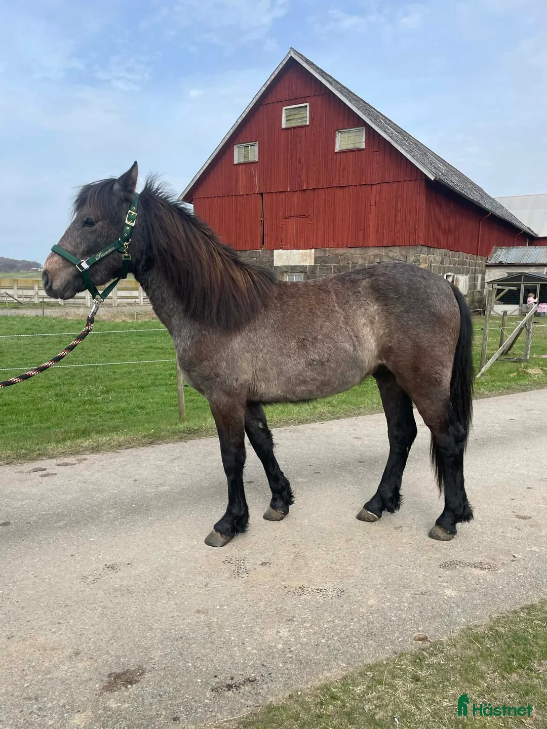 Hoppning hästar till salu: Superfin valack med ett hjärta av guld.  - Annons 4
