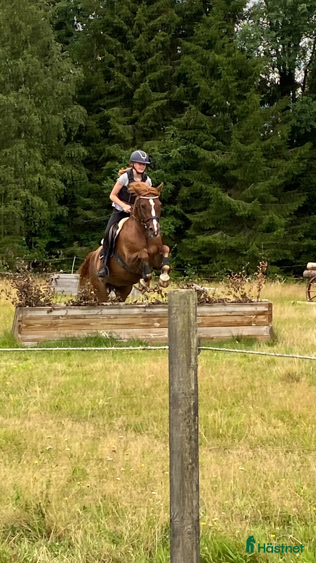 Allround hästar till salu: Trevlig , snäll D - ponny  i Ljung - Annons 2