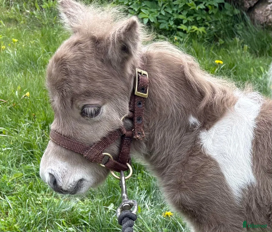  foderhäst finnes: Sommarponny? - Annons 13