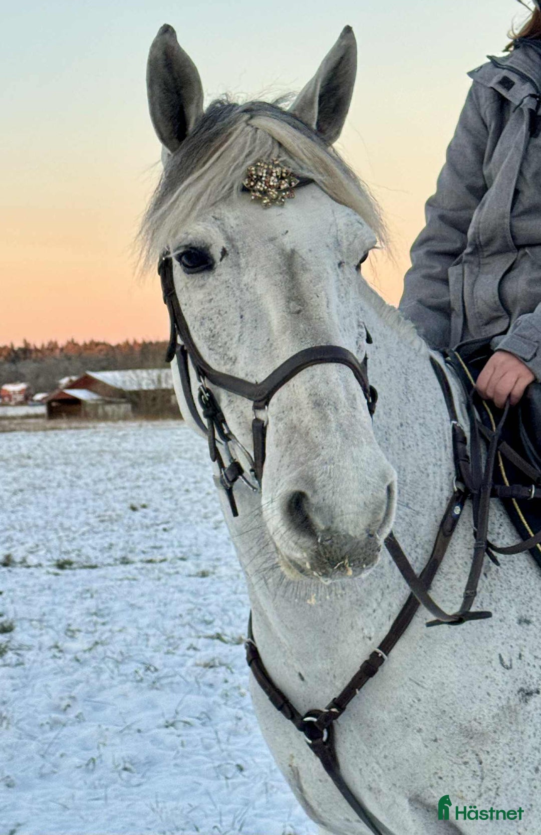 Allround hästar till salu: Mycket fin valack med stor kapacitet i Sala - Annons 8