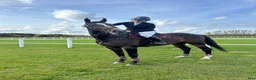 Hoppning hästar till salu: Elegant hopphäst med scope - Annons 3