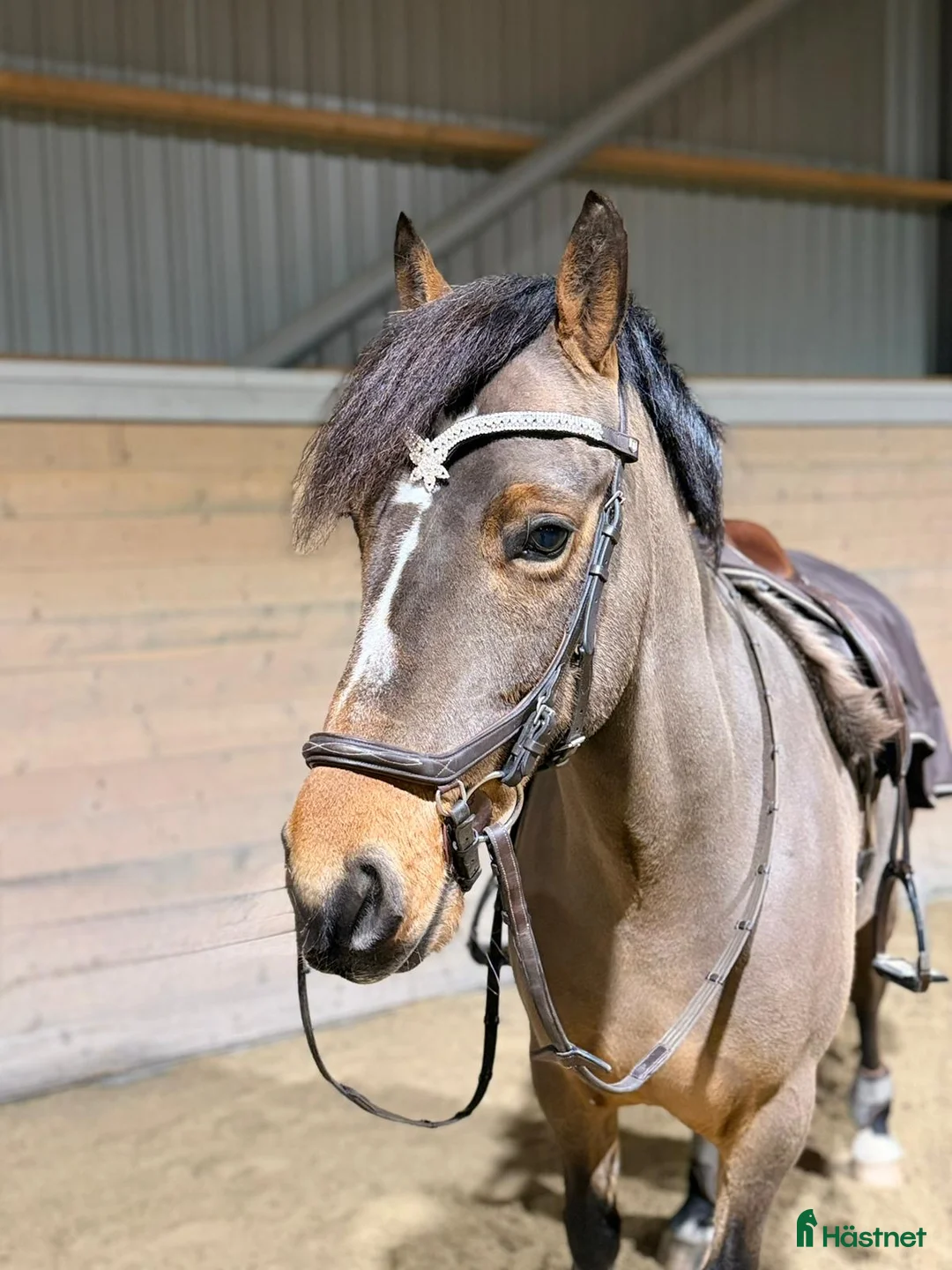 Hoppning hästar till salu: Maxad c-ponny i Ingelstad - Annons 1