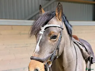 Hoppning hästar till salu: Maxad c-ponny i Ingelstad - Annons 1