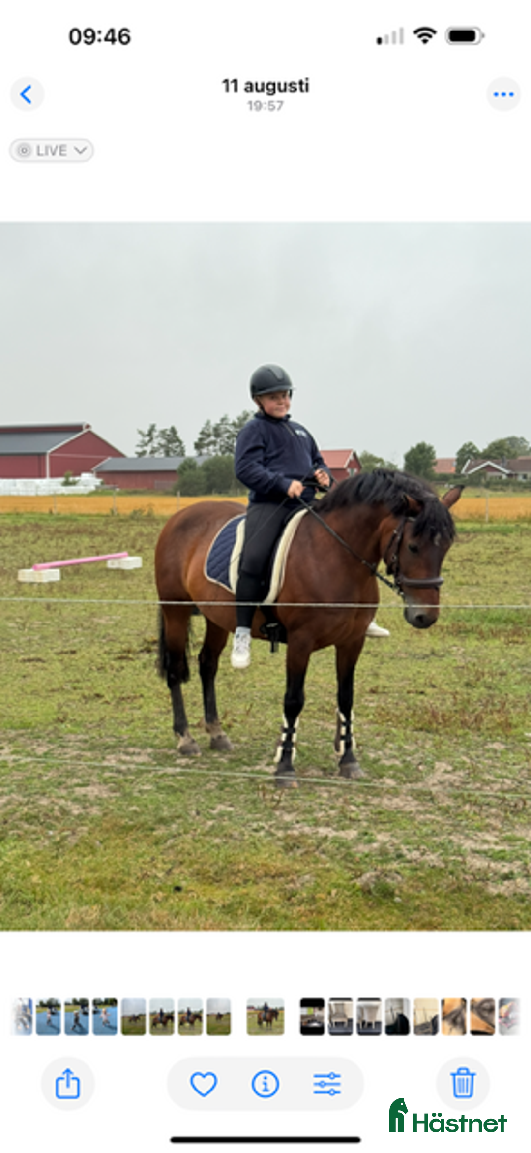 Allround hästar till salu: Bästa vännen säljes  i Mellerud - Annons 4