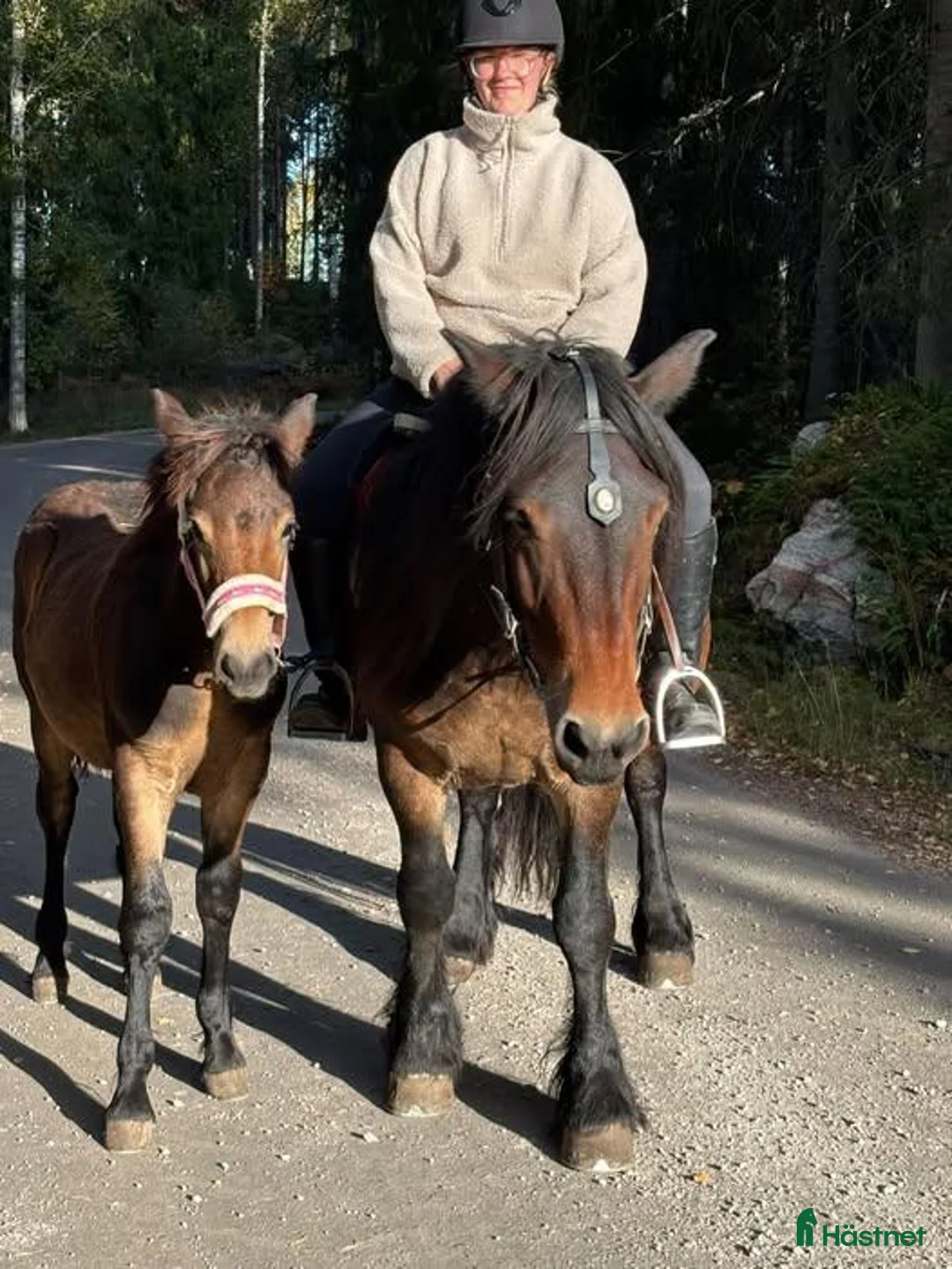 Körning hästar till salu: Nordsvensk Hingstföl (Loke) i Österfärnebo - Annons 1