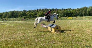  hästar i Saltsjö-boo - Annons 3