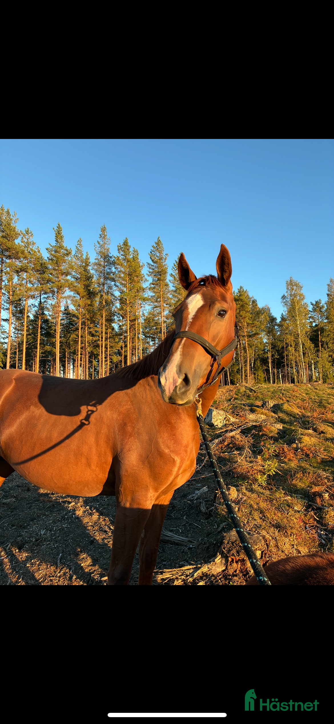  medryttarhäst sökes: Medryttare sökes  i Nyköping - Annons 15