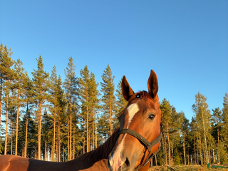 medryttarhäst sökes: Medryttare sökes i Nyköping - Annons 12