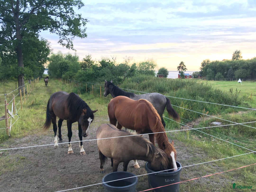  stallplats finnes: Lösdrift Unghingst Valack Sto Norrköping 2500:-  i Norrköping - Annons 3