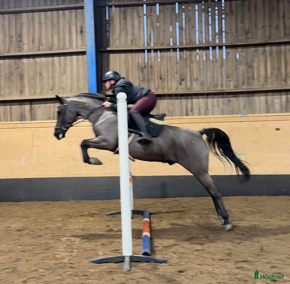  hästar D-ponny till allround eller verksamhet  i Hjärtum - Annons 15