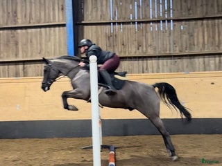 hästar D-ponny till allround eller verksamhet i Hjärtum - Annons 3