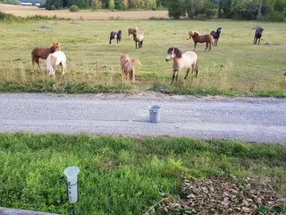 stallplats Lösdriftsplatser - Annons 2