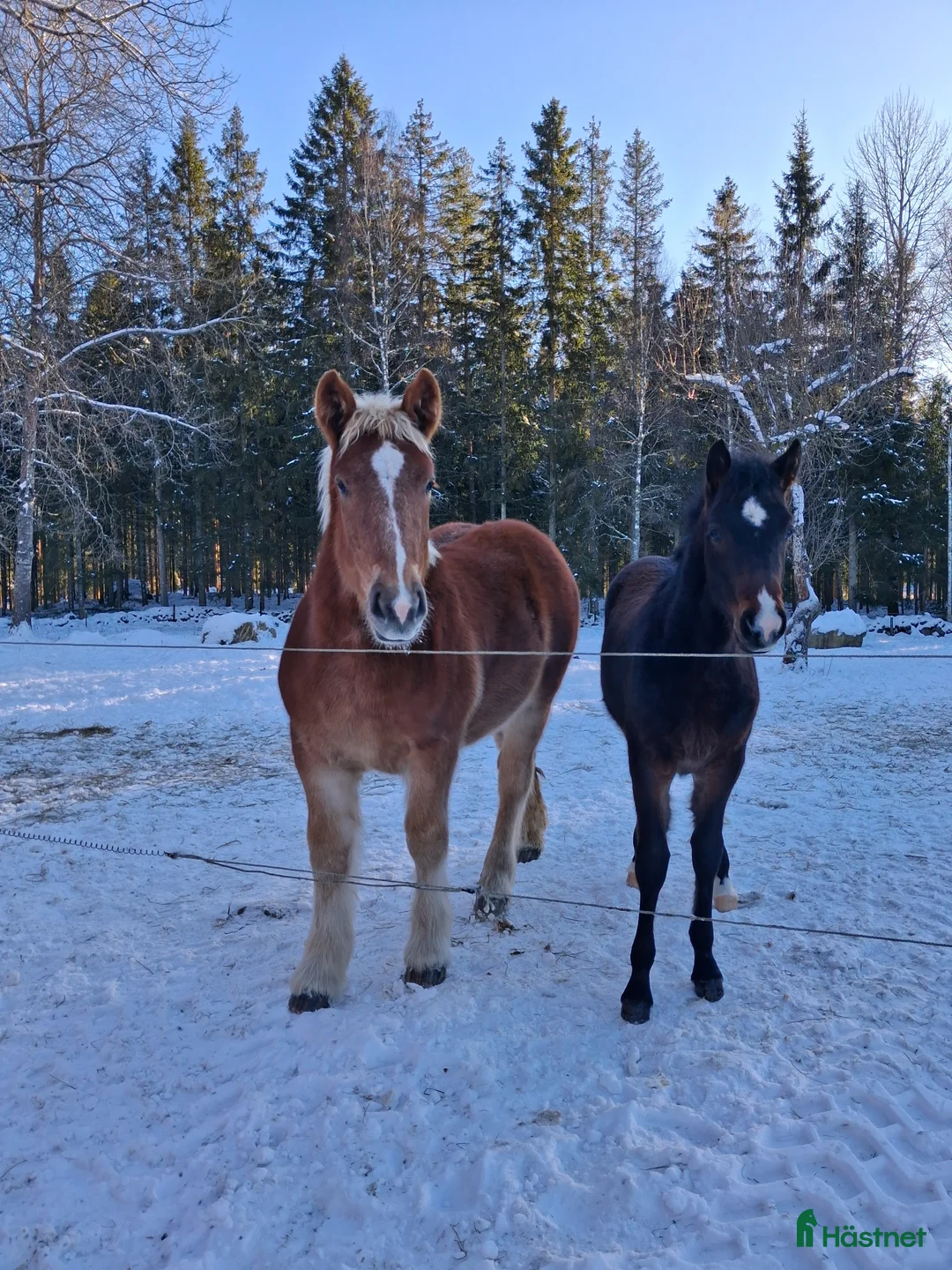 Allround hästar till salu: Charmig welsh partbred hingst 🌟 - Annons 4