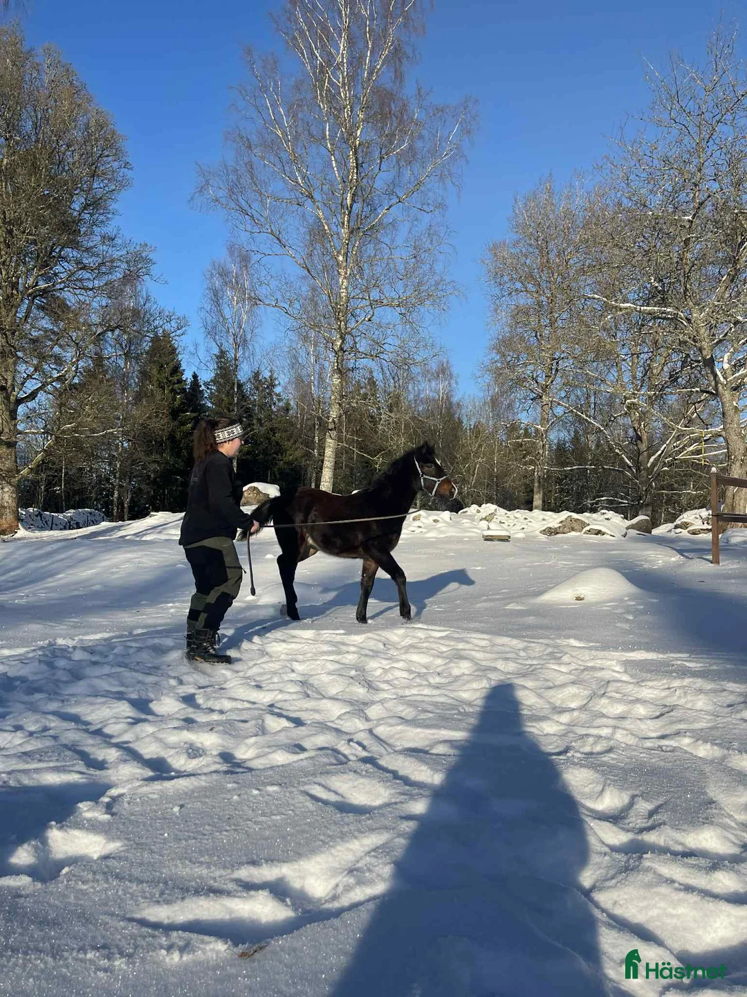 Allround hästar till salu: Charmig welsh partbred hingst 🌟 - Annons 3