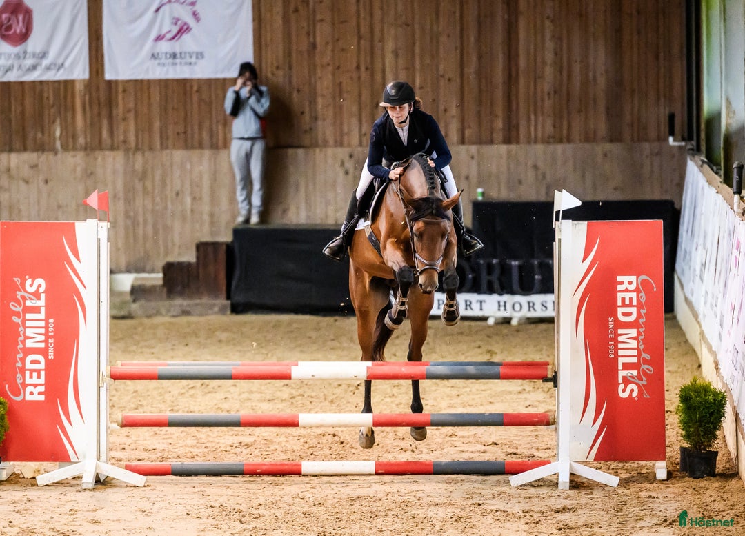 Hoppning hästar till salu: Fearless mare for showjumping! i Ekerö - Annons 4