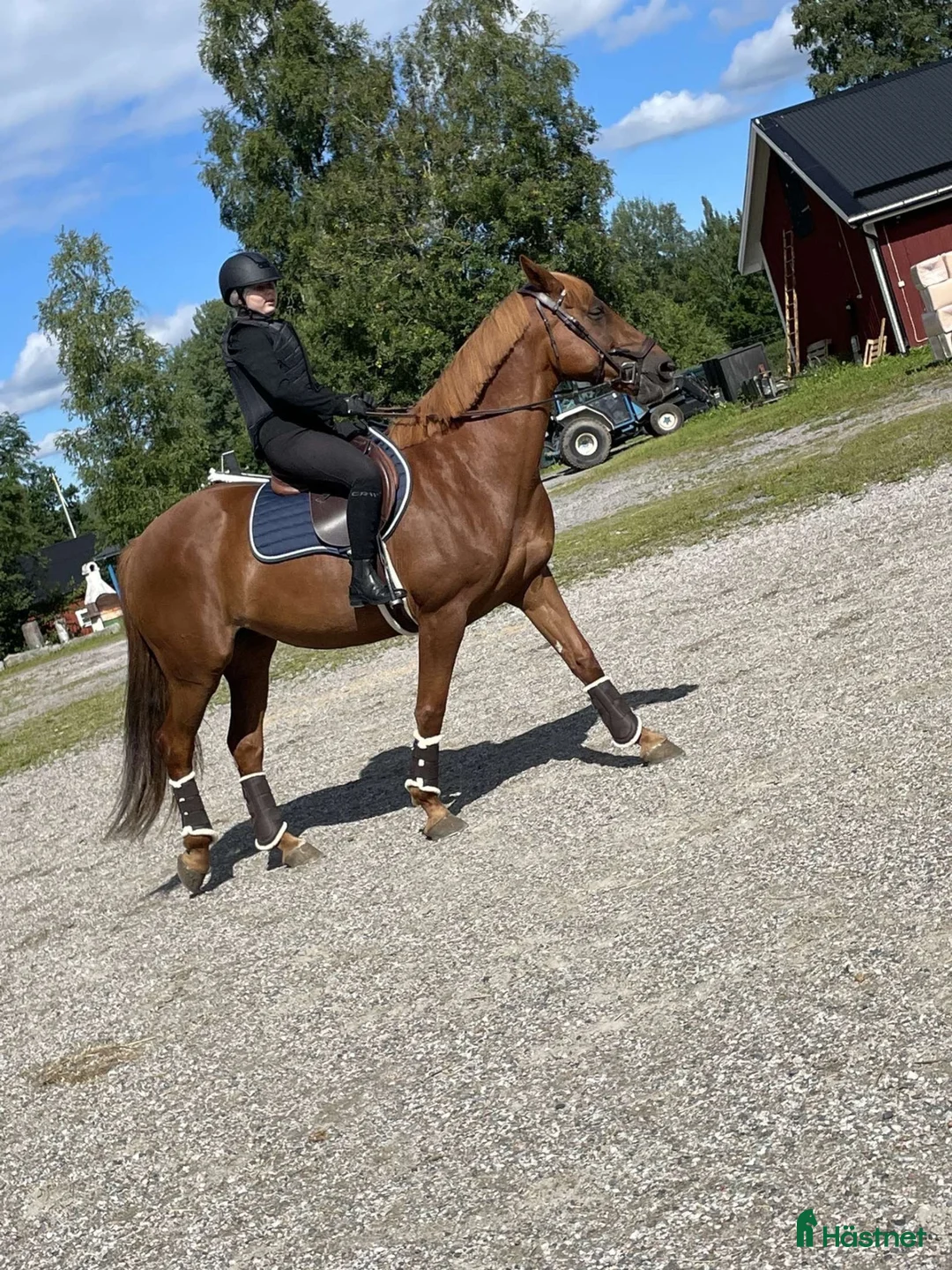  medryttarhäst sökes: Snäll Medryttar häst sökes - Annons 2