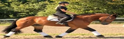 Allround hästar till salu: Dream Beauty - perfect Mother and Daughter horse - Annons 9