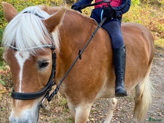 hästservice finnes: Söker medryttarponny i Älta - Annons 1