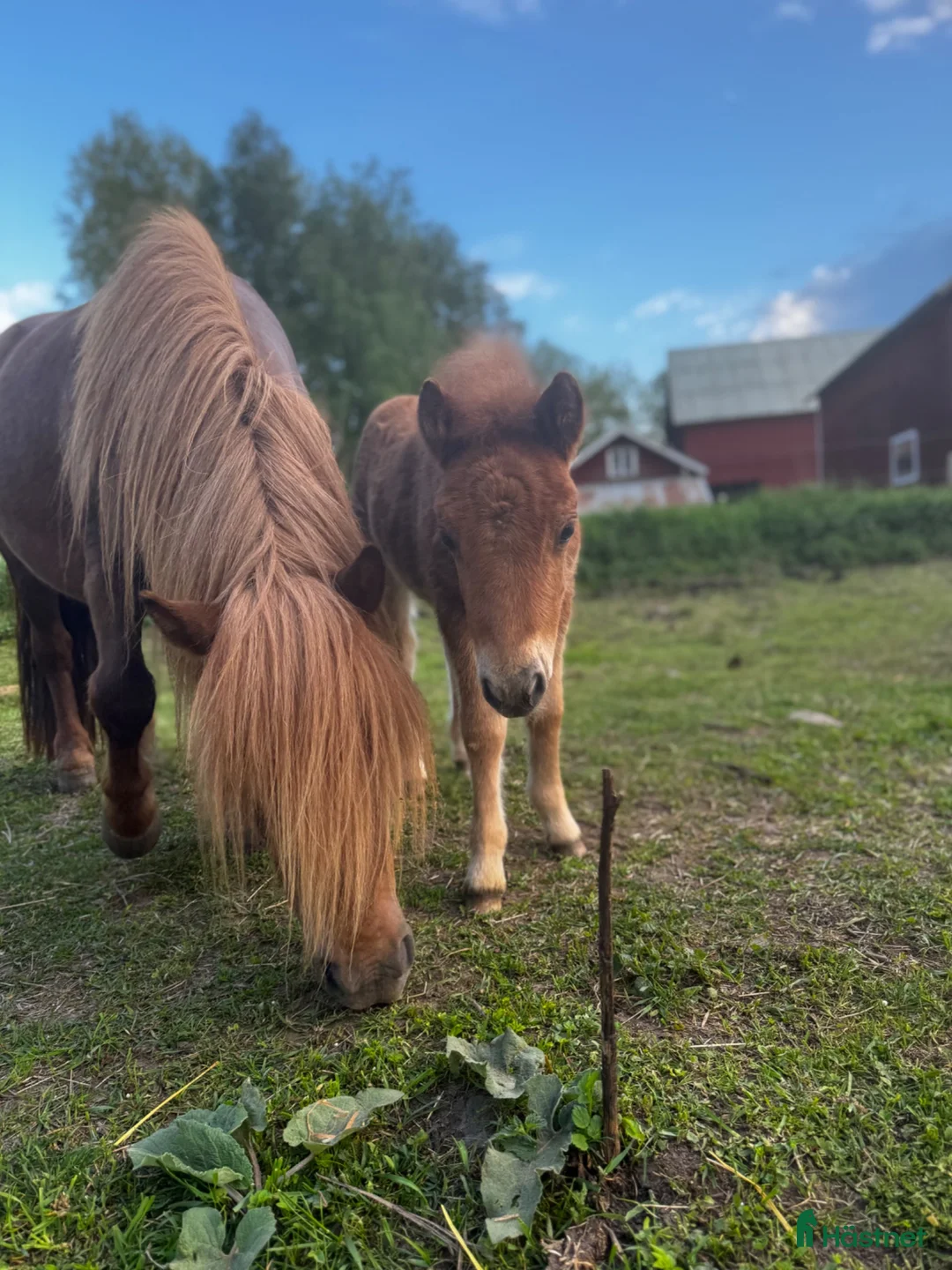 Trav hästar till salu: Tjejen med allt!  - Annons 2