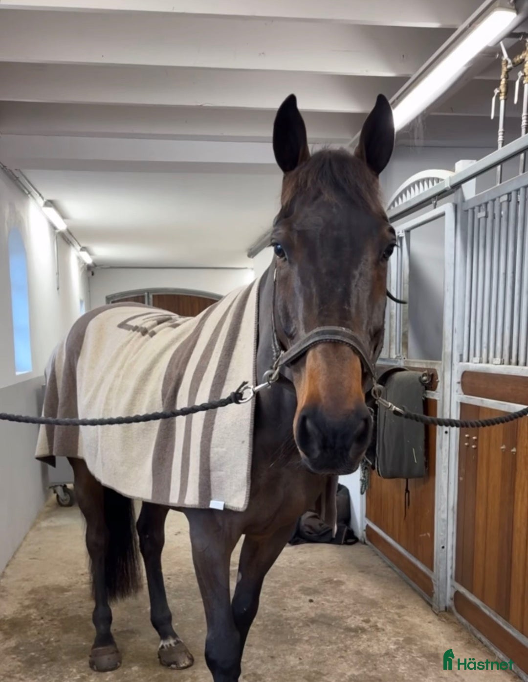 Hoppning hästar till salu: Cardento valack! - Annons 2