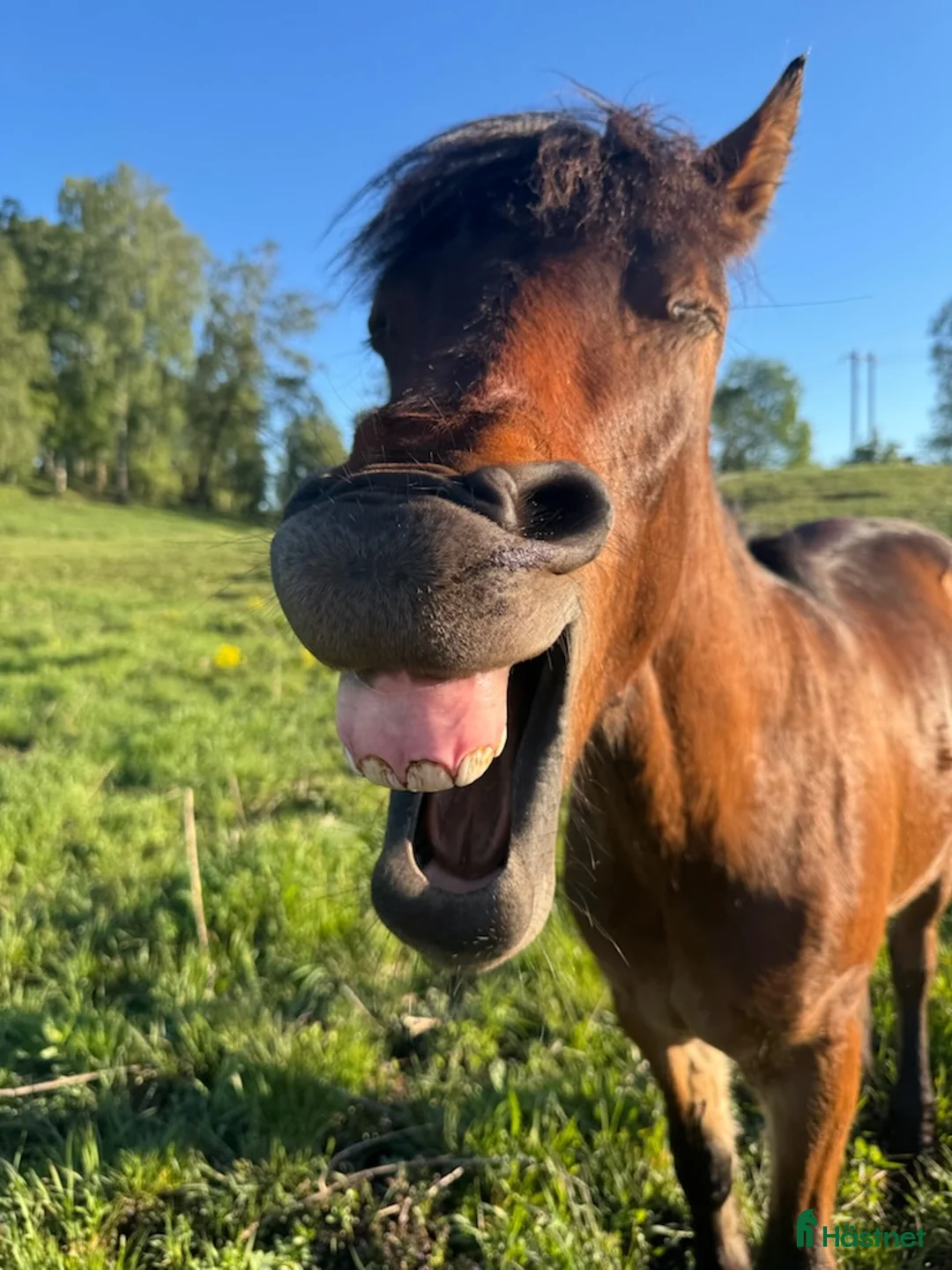 Trav hästar till salu: Spesiell 2 Års Hingst i Husøysund - Annons 4