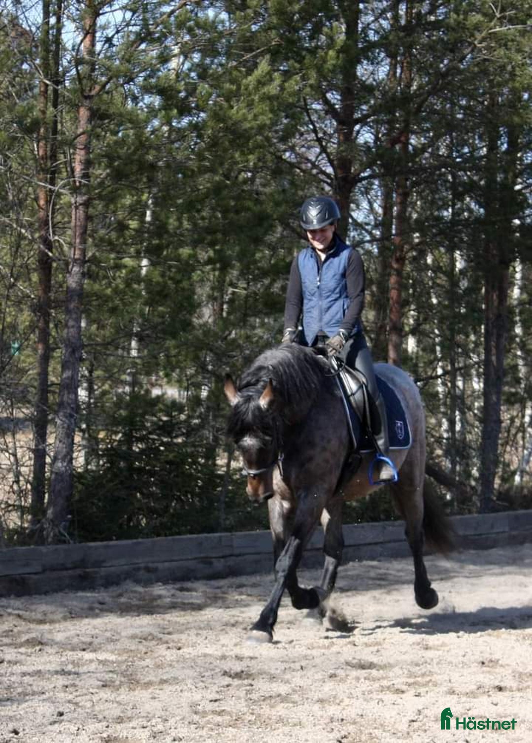 Working Equitation hästar till salu: PRE korsning Framtida bästa vännen. i Havdhem - Annons 17