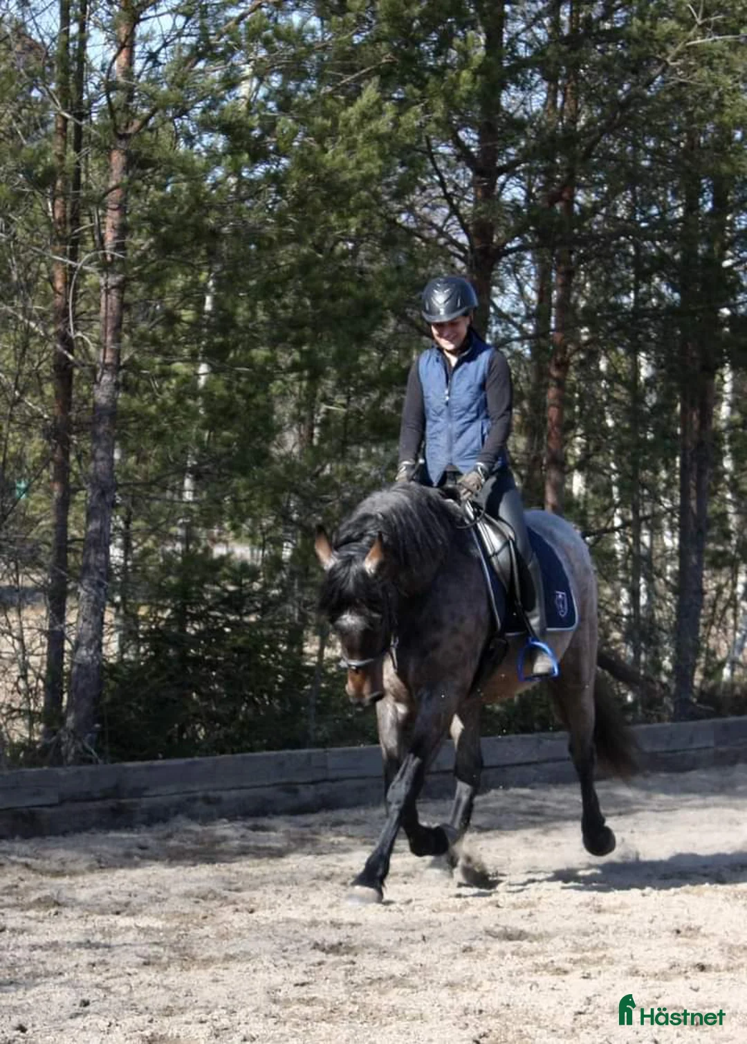 Working Equitation hästar till salu: PRE korsning Framtida bästa vännen. - Annons 17