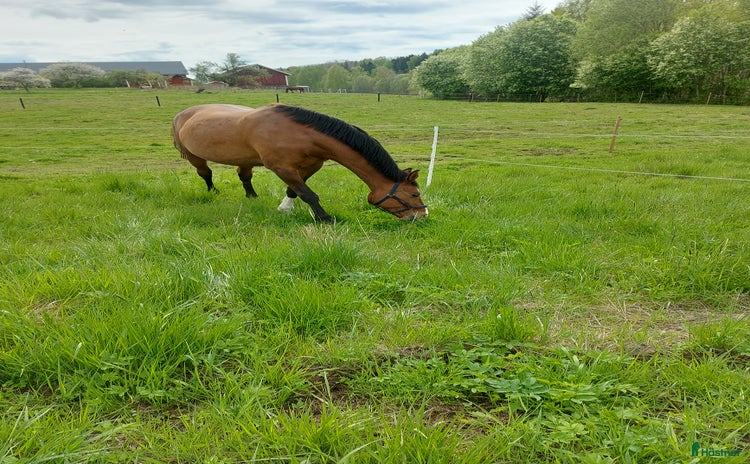  stallplats i Krylbo - Annons 12
