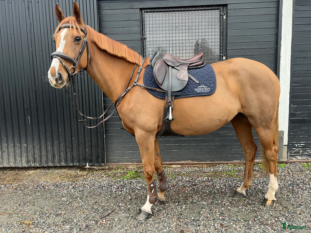  hästservice finnes: Försäljnings stall! 🐴 - Annons 4