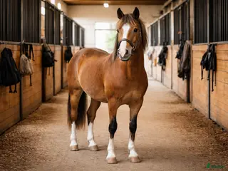 hästar Söker snäll förstahäst – trygg mor/dotterhäst i Kävlinge - Annons 3
