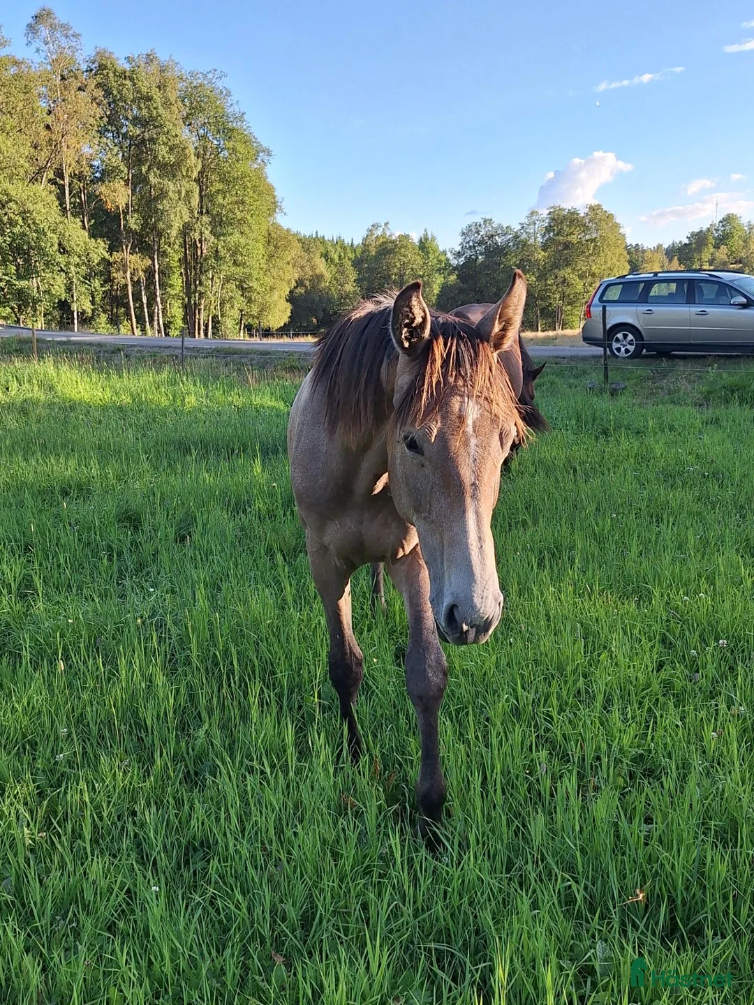 Hoppning hästar till salu: Vacker ettåring med intressant stam - Annons 3