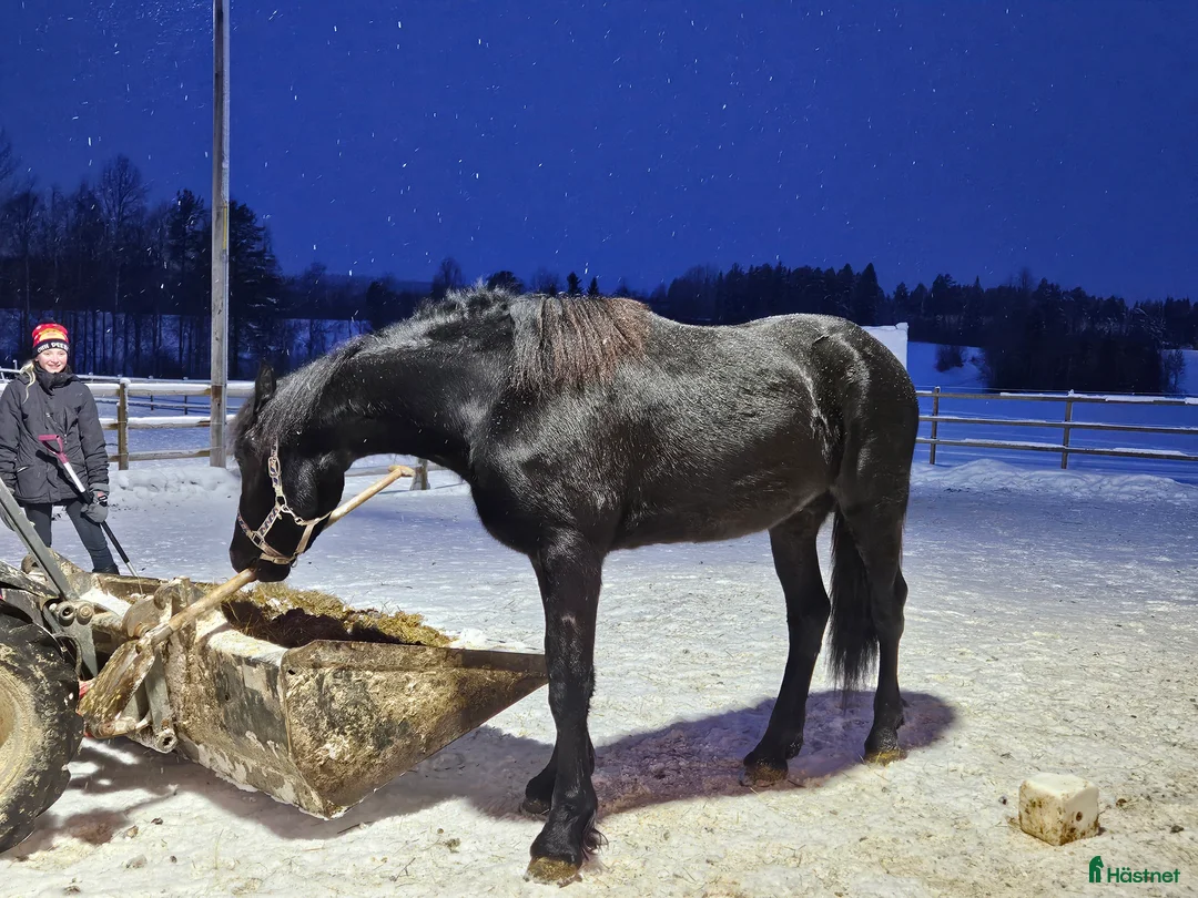 Allround hästar till salu: Pigg och glad Frieser (evt byte)  - Annons 2