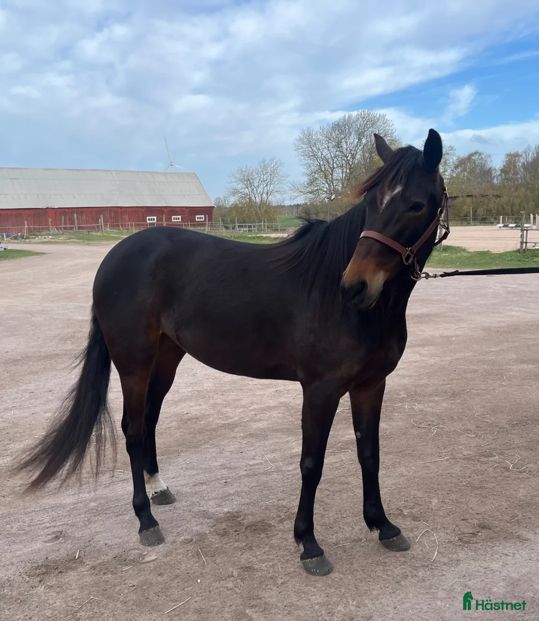 Allround hästar till salu: Zinzan söker nytt kärleksfullt hem i Vassmolösa - Annons 1