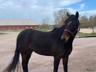 hästar Zinzan söker nytt kärleksfullt hem - Annons 14