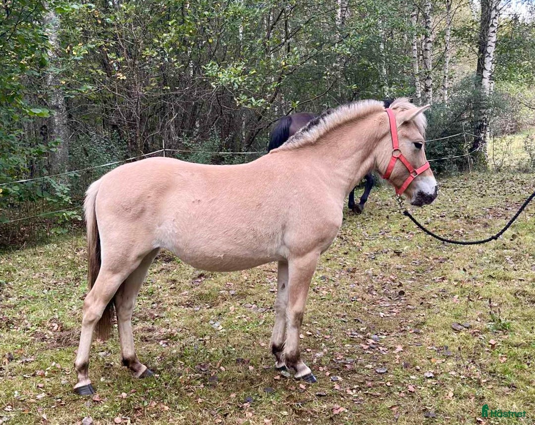 Allround hästar till salu: Sött fjordsto  i Kyrkhult - Annons 1