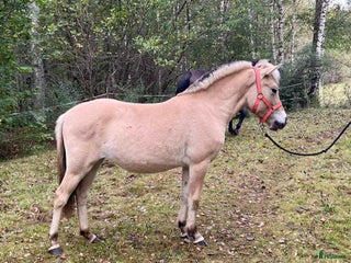 Allround hästar till salu: Sött fjordsto i Kyrkhult - Annons 1