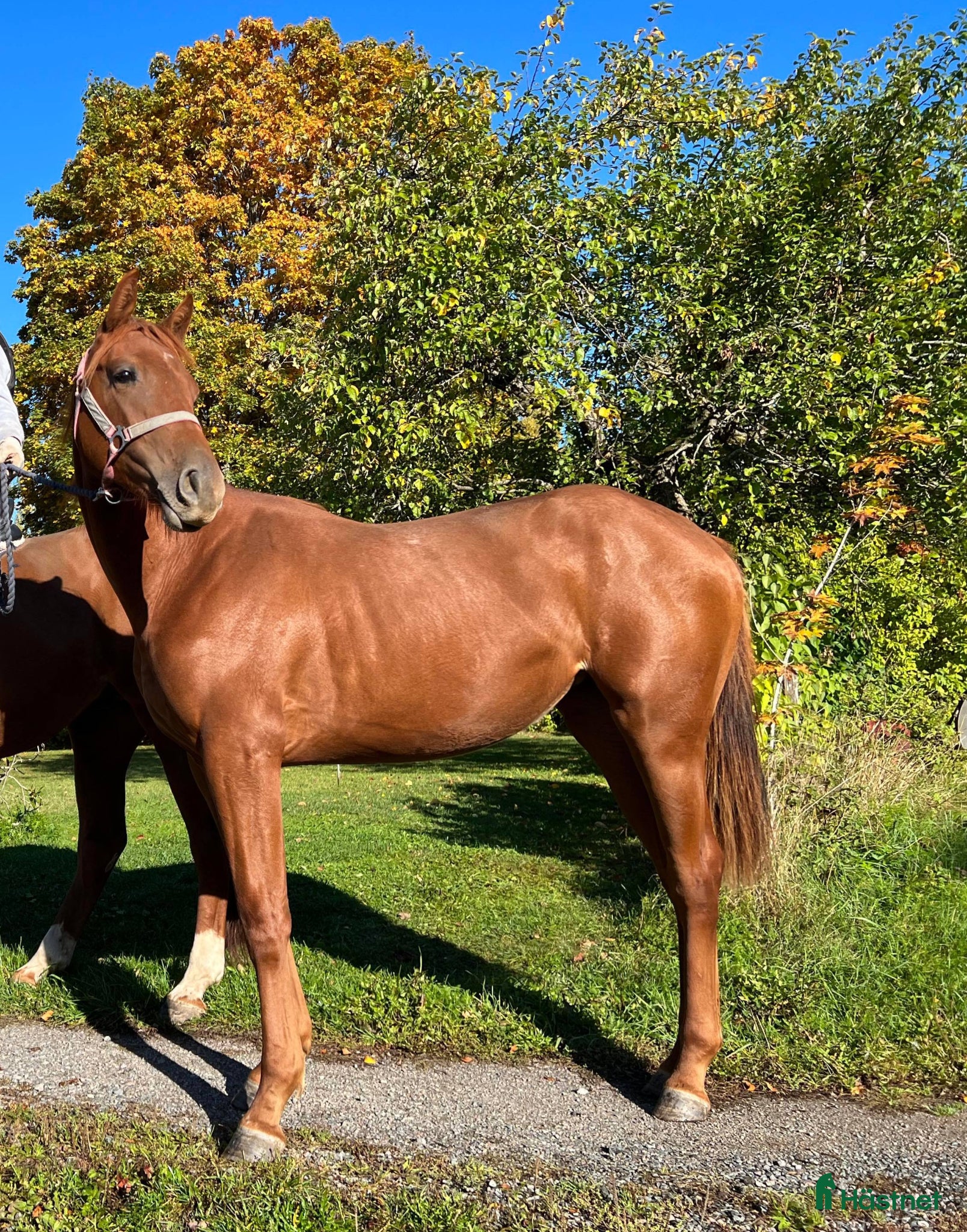  hästar Trevlig 5-åring för träning och tävling - Annons 2