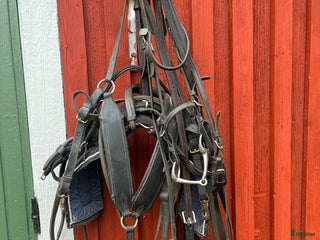 Travselar trav till salu: Travsele rem i Dala-Husby - Annons 8