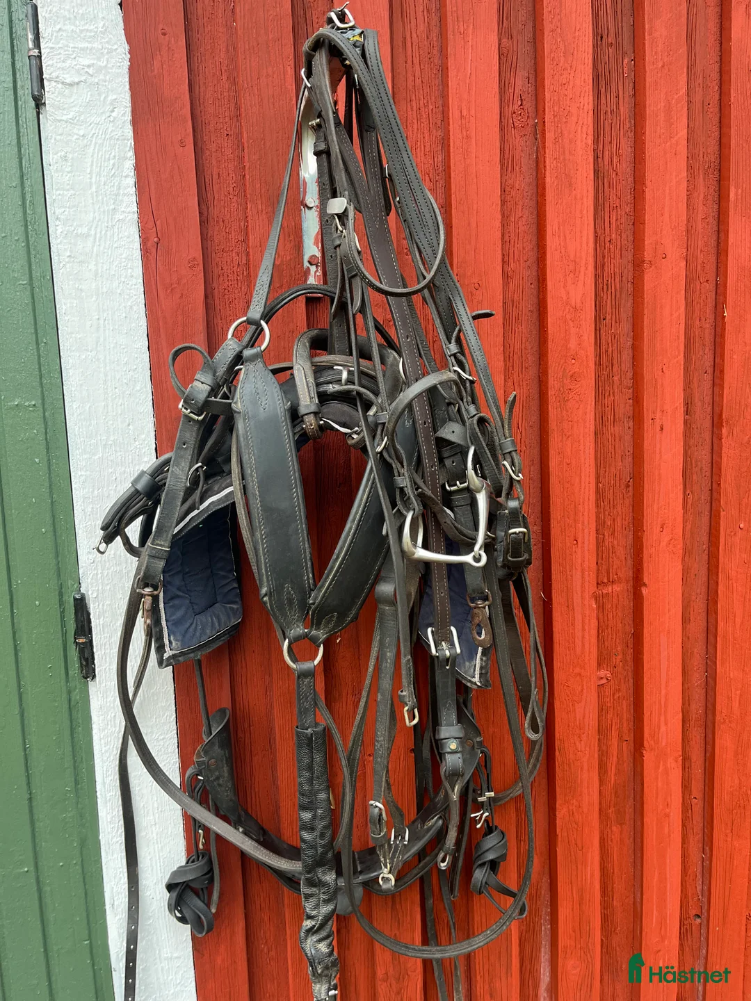 Travselar trav till salu: Travsele rem i Dala-Husby - Annons 1