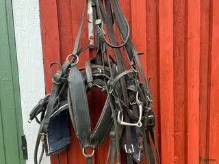 Travselar trav till salu: Travsele rem i Dala-Husby - Annons 9