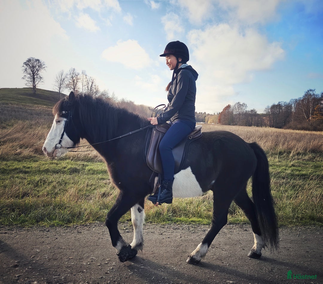  medryttarhäst finnes: Söker 2 hästar runt Västerhaninge  i Västerhaninge - Annons 6