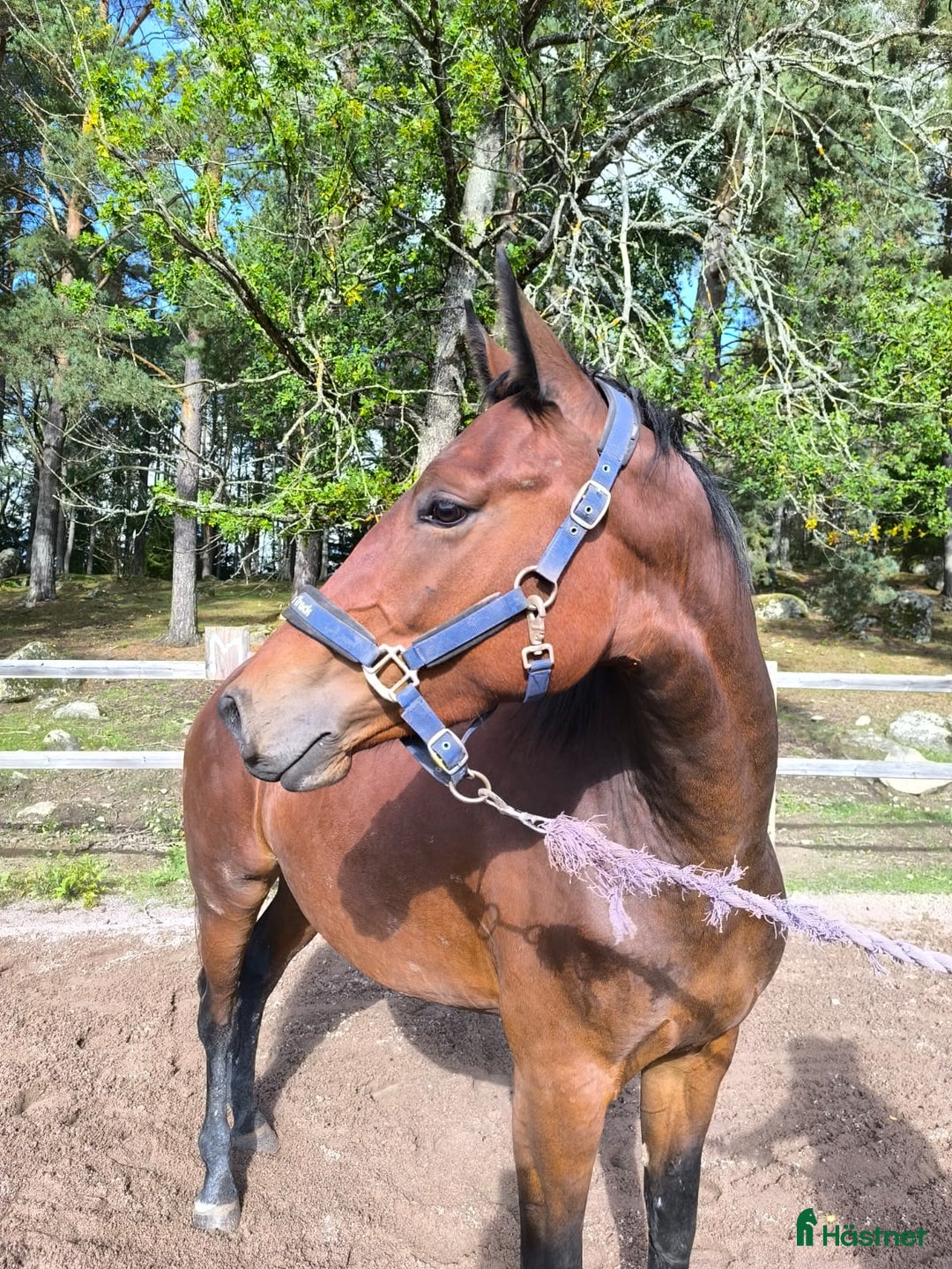 Hoppning hästar till salu: Tufft 3 årigt sto för framtiden i Västerås - Annons 3