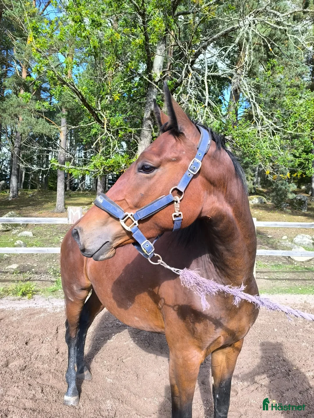 Hoppning hästar till salu: Tufft 4 årigt sto för framtiden - Annons 3