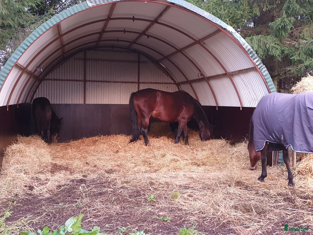  stallplats finnes: Lösdrifts platser. i Staffanstorp - Annons 4