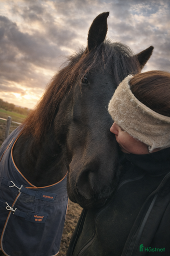 Galleribild {{count}}